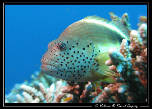 A "quiet" Paracirrhites forsteri taken with my Canon G9 i... by Raoul Caprez 